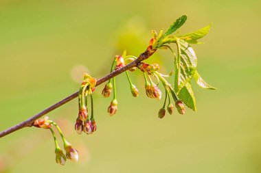Çiçek tomurcukları ile kiraz Şubesi