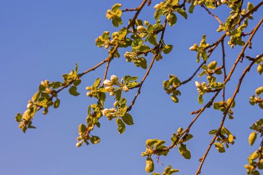 Şube gökyüzü arka plan üzerinde kiraz çiçekleri ile