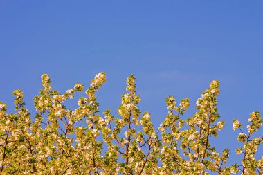 Şube gökyüzü arka plan üzerinde kiraz çiçekleri ile