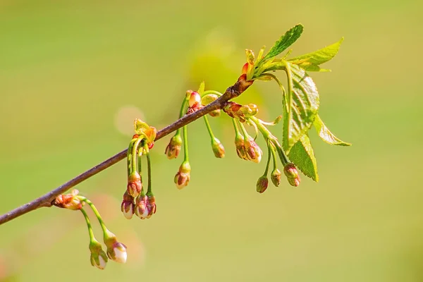 Çiçek tomurcukları ile kiraz Şubesi