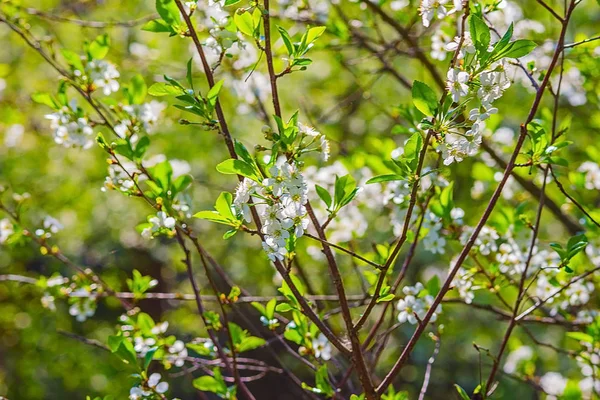 Bahçede kiraz çiçekleri