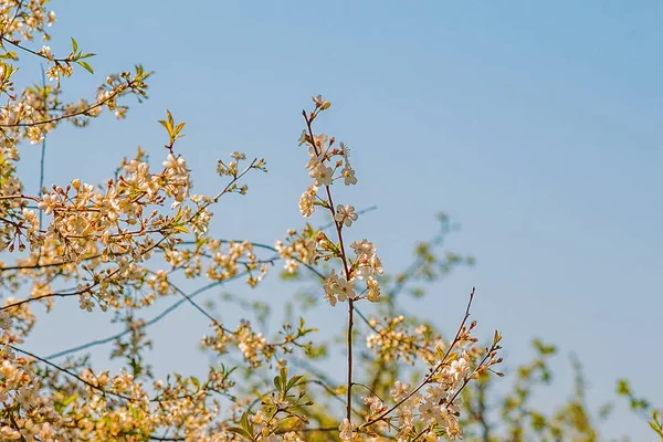 Şube gökyüzü arka plan üzerinde kiraz çiçekleri ile