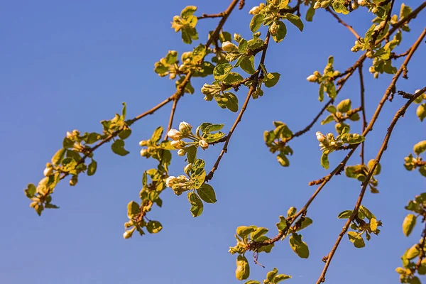 Şube gökyüzü arka plan üzerinde kiraz çiçekleri ile