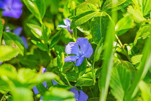 Çimlerde mavi çiçek