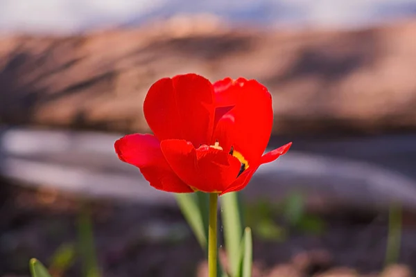 Tek haşhaş çiçek