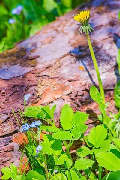 Ağaç yakınındaki tek çiçek