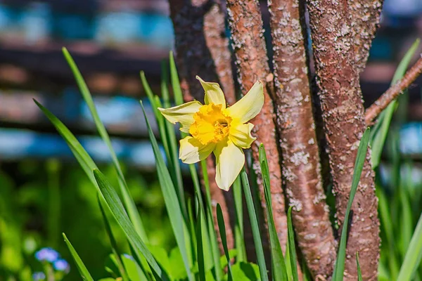 Ağaç yakınındaki tek çiçek