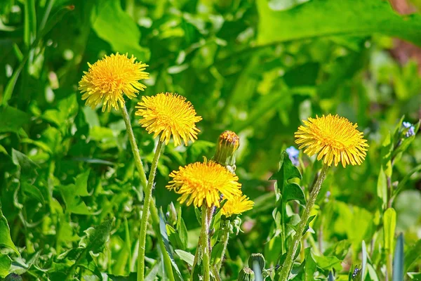 Amarelo flor dente de leão na grama — Fotografia de Stock