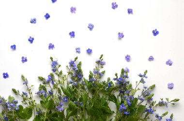 Sevimli yaz çiçek.