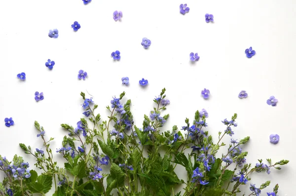 Sevimli yaz çiçek.