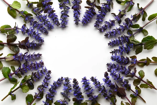 Parlak bahar ve yaz çiçek