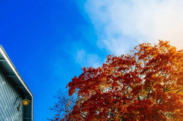 Sonbahar. Renkli ağaç ve mavi gökyüzü karşı bir evin çatı.