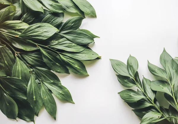 Yaratıcı yeşillik metin için yer ile beyaz bir arka plan üzerinde yerleşimini.