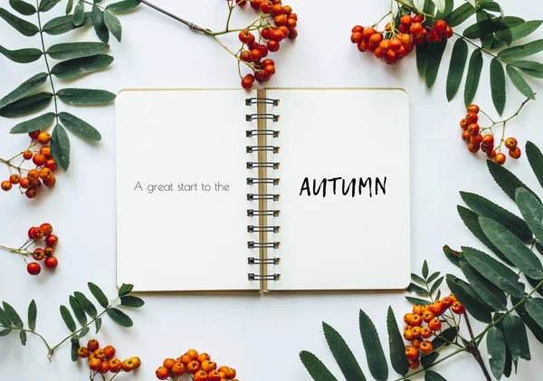 Rowan. Autumn. Autumn background. — Stock Photo, Image