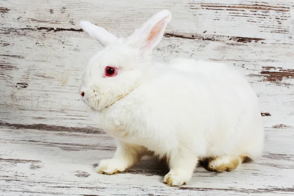 Weißes Kaninchen auf einem hölzernen Hintergrund — Stockfoto