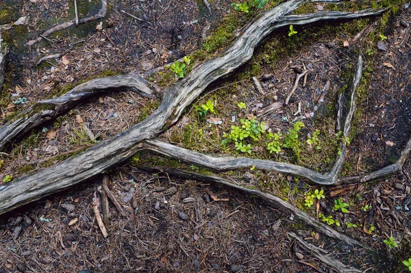 Корень текстуры дерева — стоковое фото