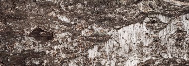 Huş kabuğu panorama