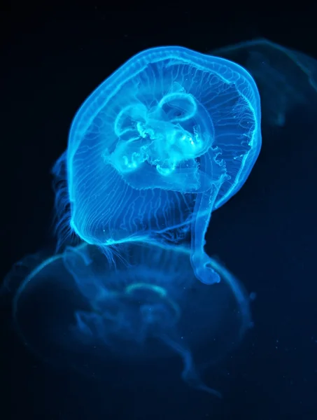 Medusas nadan en el agua —  Fotos de Stock