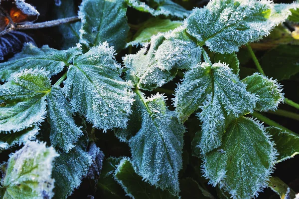 Geada em folhas verdes — Fotografia de Stock