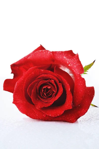 白い背景に赤いバラが1つ ストック画像