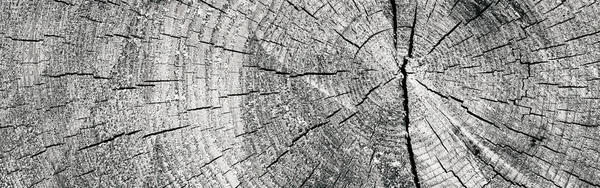 Panorama ağacının bir bölümünde. 