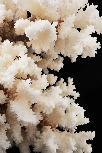 Dry white coral isolated on black