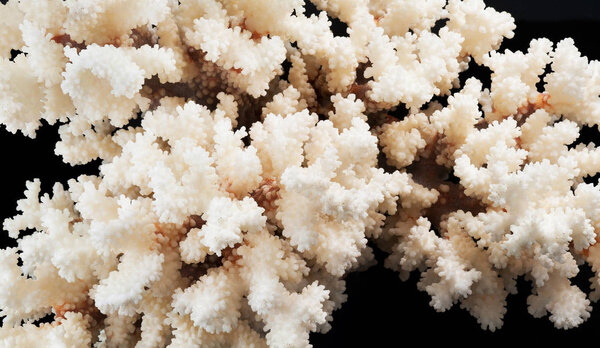 Panorama. Dry white coral isolated on black.