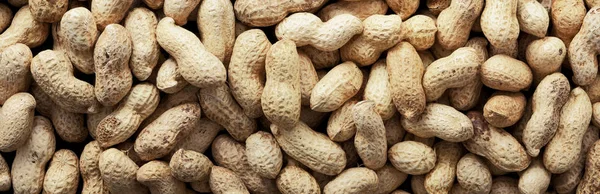 Crude peanuts in shell. Background and texture. Panorama.