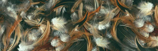 Colored Feathers Background Texture Panorama Banner — Stock Photo, Image