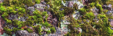 Taştaki yosun arkaplanı ve dokusu. Panorama.