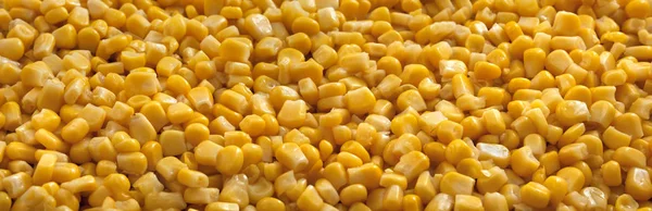 トウモロコシの背景と食感 黄色の種 パノラマ — ストック写真