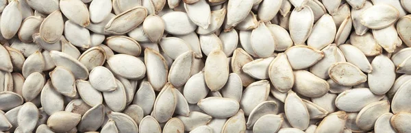 Pumpkin seeds in shell. Background and texture. Panorama. Banner.