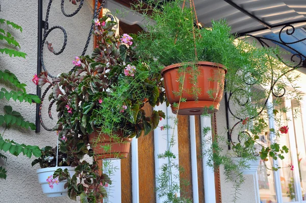 Flowers in the suspended pots on a porch — Stock Photo, Image