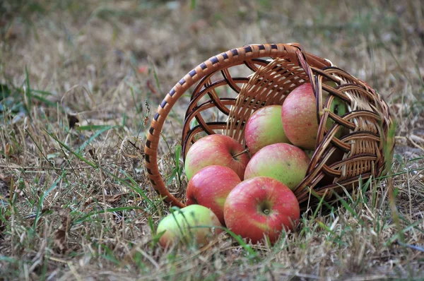 Τα διάσπαρτα μήλα στο ένα καλάθι με ένα ξηρό χόρτο — Φωτογραφία Αρχείου