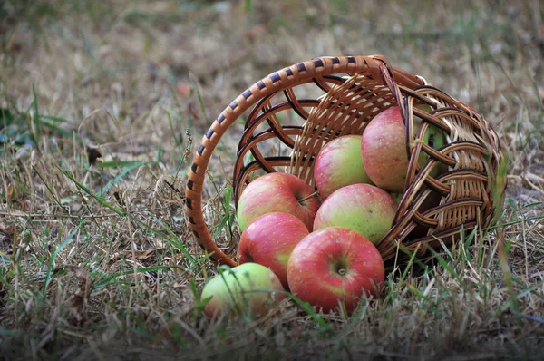 Las manzanas esparcidas en la cesta sobre la hierba seca — Foto de Stock