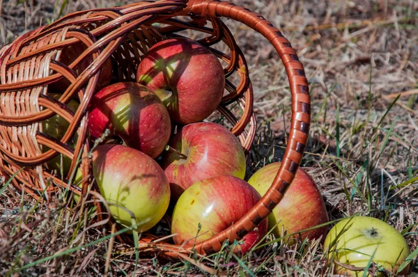 Las manzanas esparcidas en la cesta sobre la hierba seca — Foto de Stock