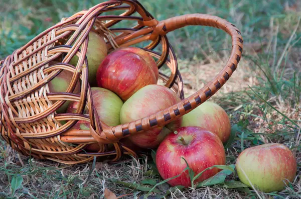 Las manzanas esparcidas en la cesta sobre la hierba seca — Foto de Stock