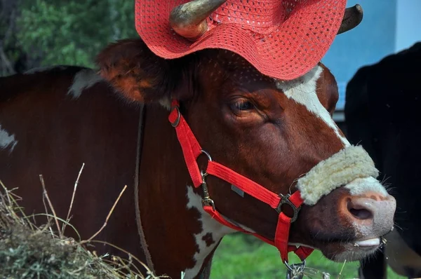 Vaca em um chapéu vermelho em uma feira — Fotografia de Stock