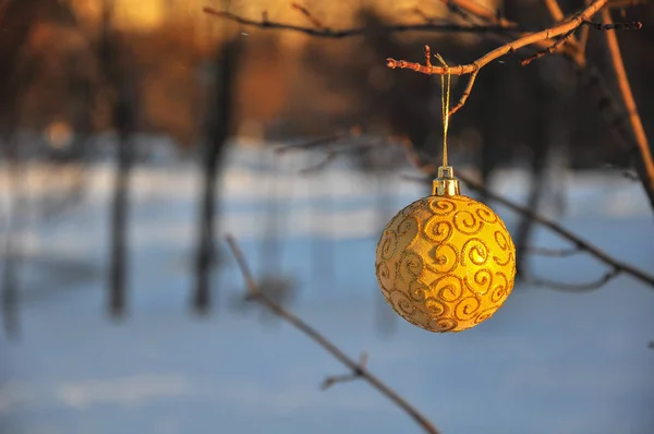 Bola de Natal de ouro brilhante em um ramo de árvore no parque da cidade — Fotografia de Stock