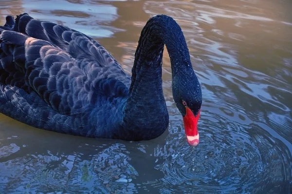 Zwarte zwaan op het meer — Stockfoto