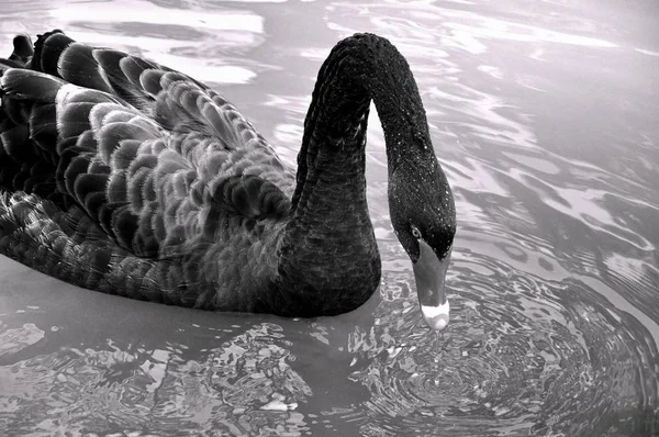 Zwarte zwaan op het meer — Stockfoto