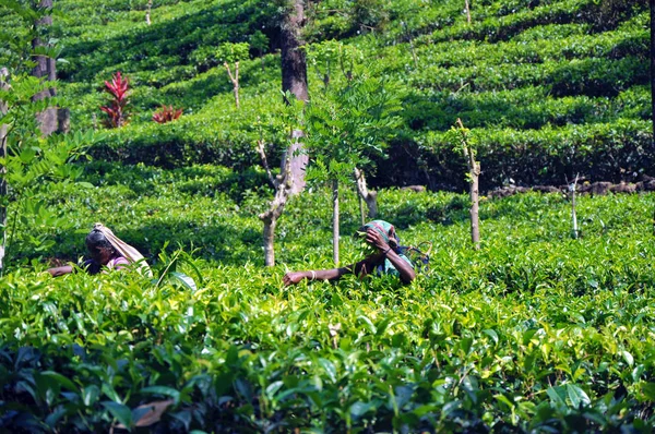 Σρι Λάνκα, Octoder 05, 2011: γυναικεία συλλογή τσάι σε μια φυτεία — Φωτογραφία Αρχείου
