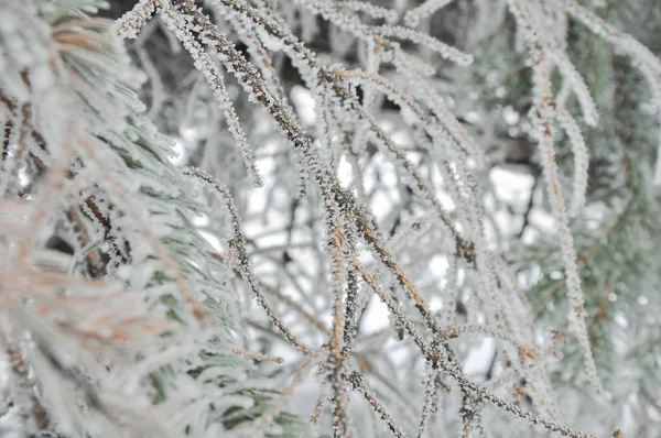 Tree branches covered with hoarfrost. — Stock Photo, Image