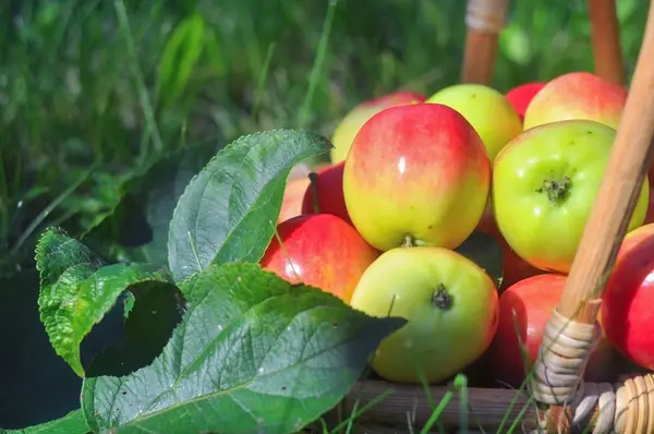 Las manzanas pequeñas jugosas en la cesta sobre el césped verde — Foto de Stock