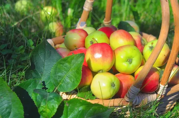 Las manzanas pequeñas jugosas en la cesta sobre el césped verde — Foto de Stock
