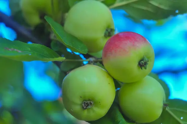 Las manzanas pequeñas en la rama — Foto de Stock