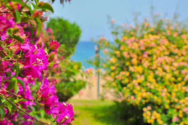 the blossoming multi-colored bushes and on a background a sea piece. Travel vacation summer background