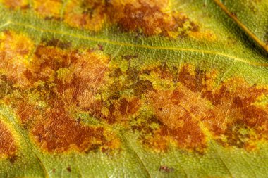 Sonbahar sonbahar renk 8