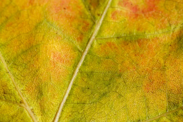 Otoño Colores de otoño 2 — Foto de Stock