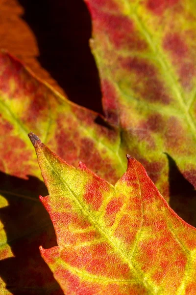 Otoño Colores de otoño 4 — Foto de Stock